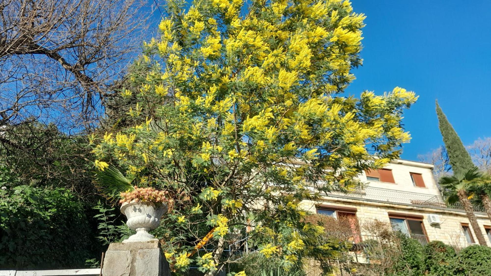 Apartment Ana Opatija Zewnętrze zdjęcie