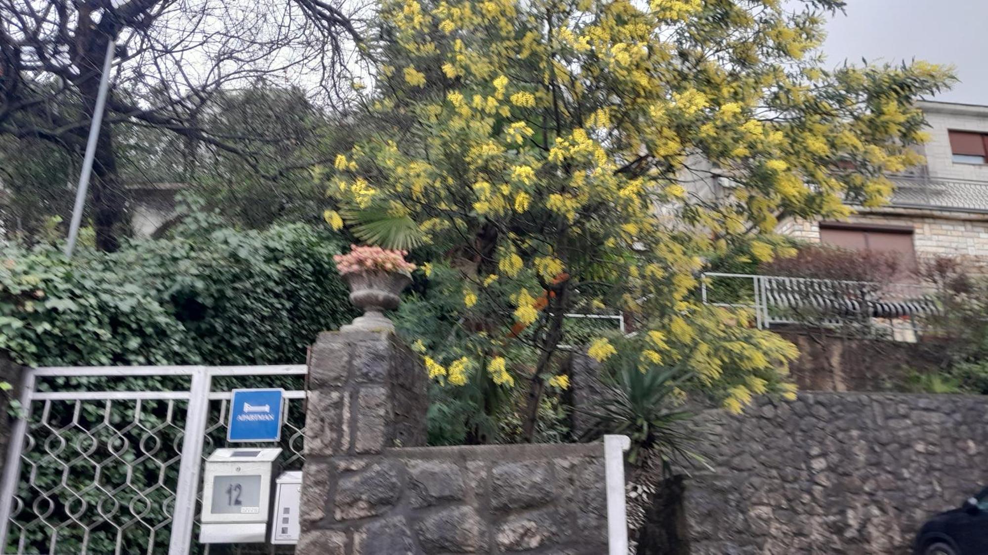 Apartment Ana Opatija Zewnętrze zdjęcie